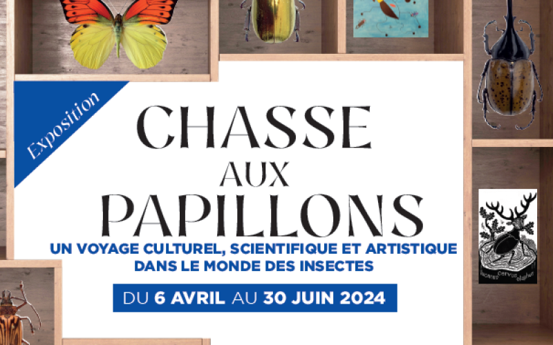 Exposition Chasse aux papillons