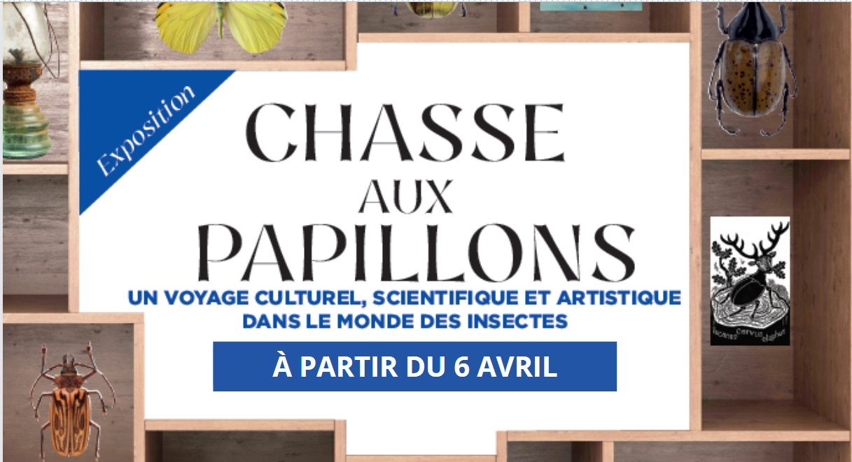 Exposition Chasse aux papillons